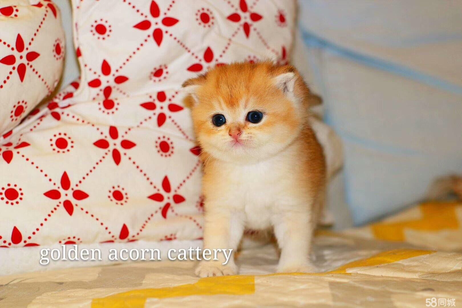 Heper